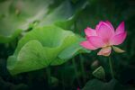 莲花