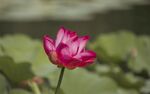 莲花