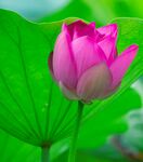莲花