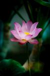 莲花