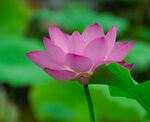 莲花