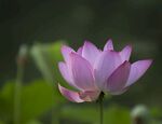 莲花