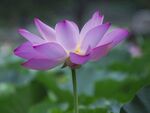 莲花