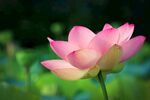 莲花