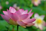 莲花