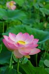 莲花