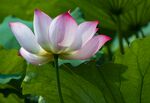 莲花
