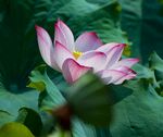 莲花