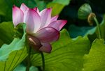 莲花