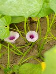 粉紫色番薯花地瓜花花朵植物