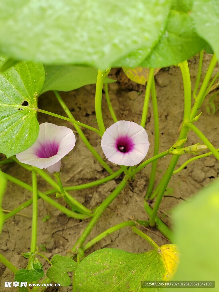 粉紫色番薯花地瓜花花朵植物