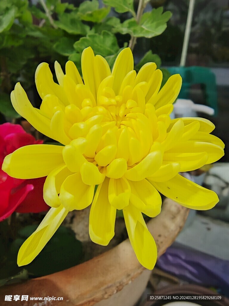黄色菊花花朵绿植植物
