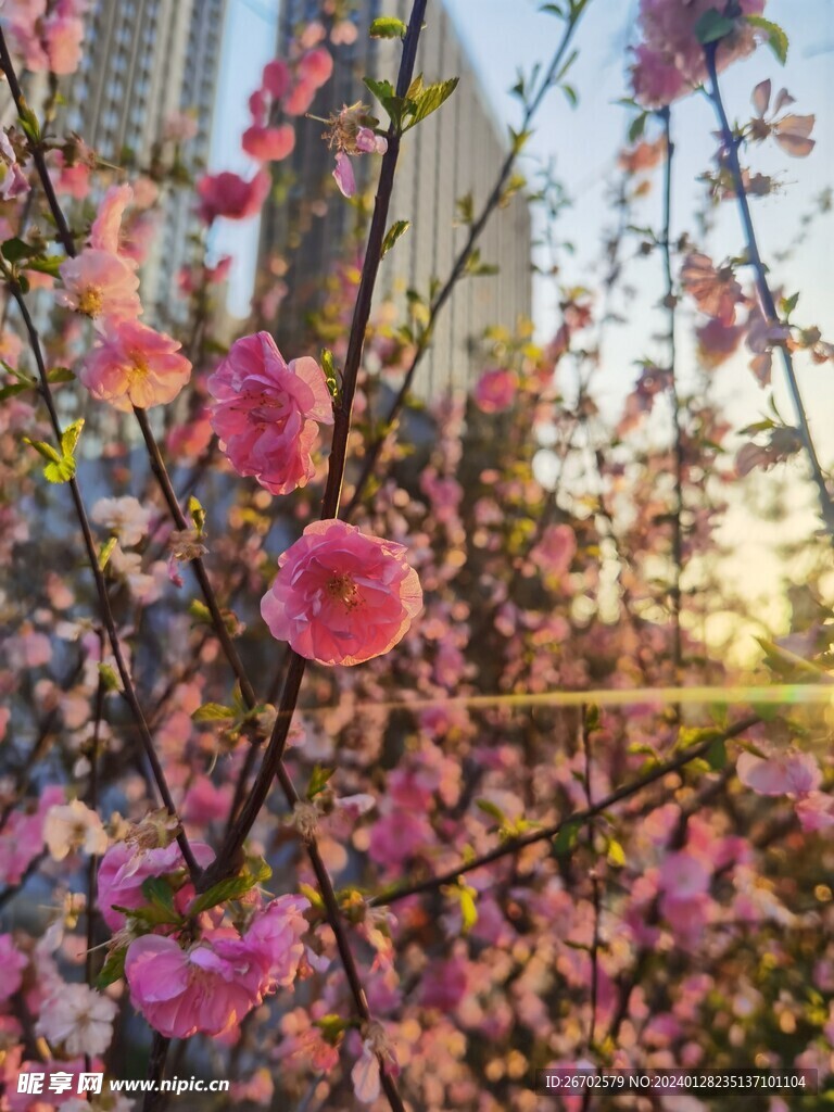 梅花