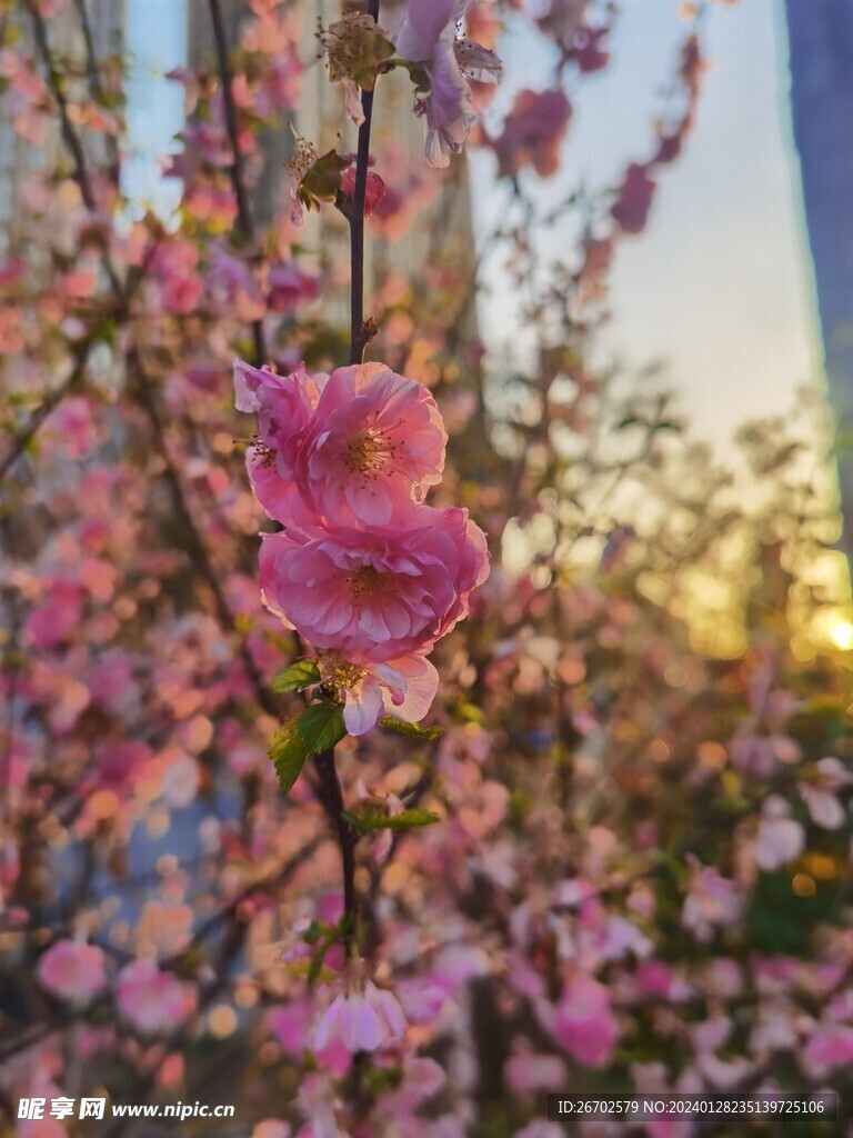 春日清晨梅花