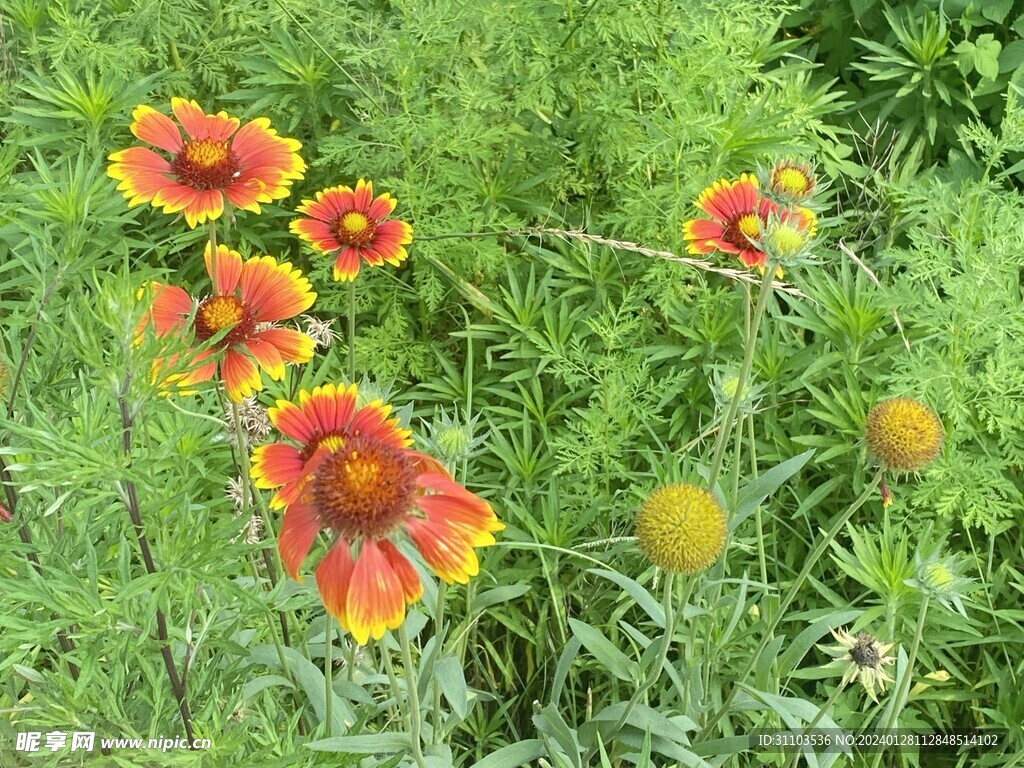 双色金鸡菊