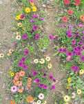 两色金鸡菊 