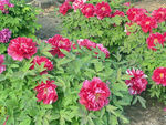 蔷薇花