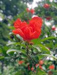 石榴花