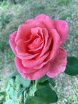 月季花