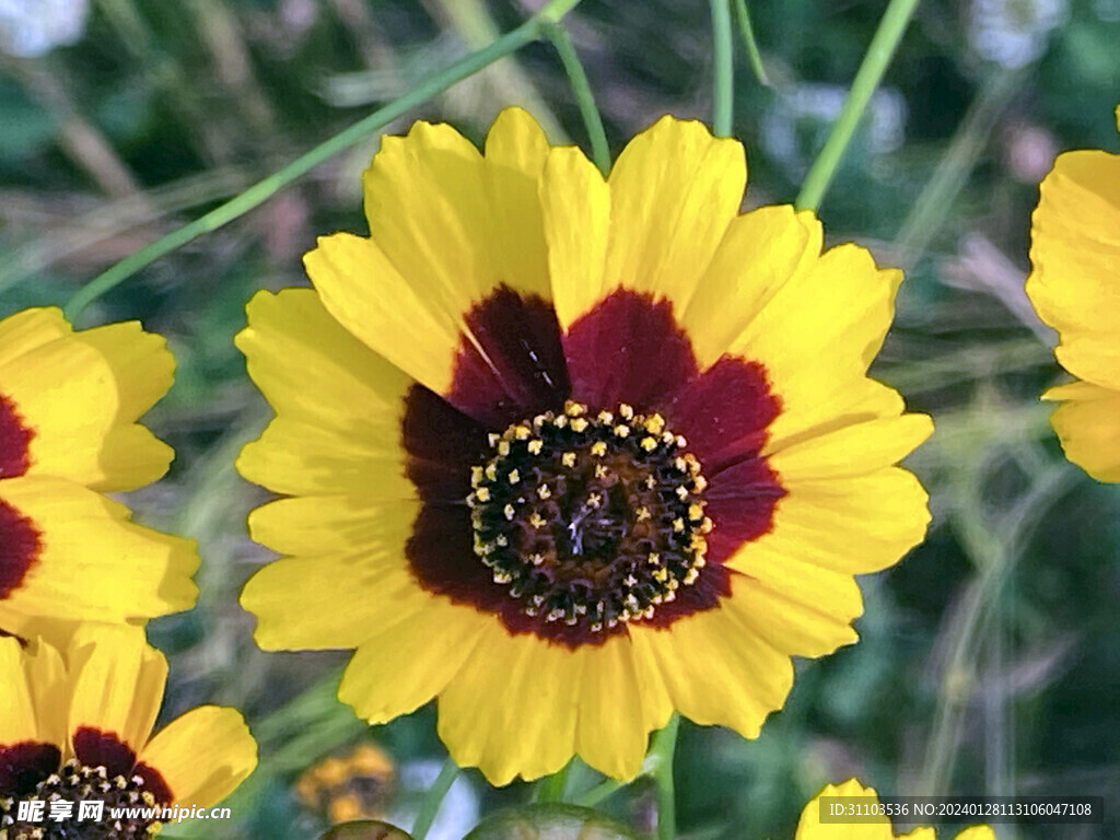 两色金鸡菊 