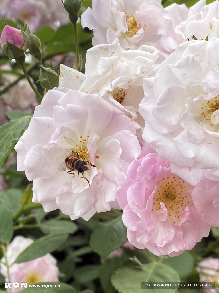 蔷薇花