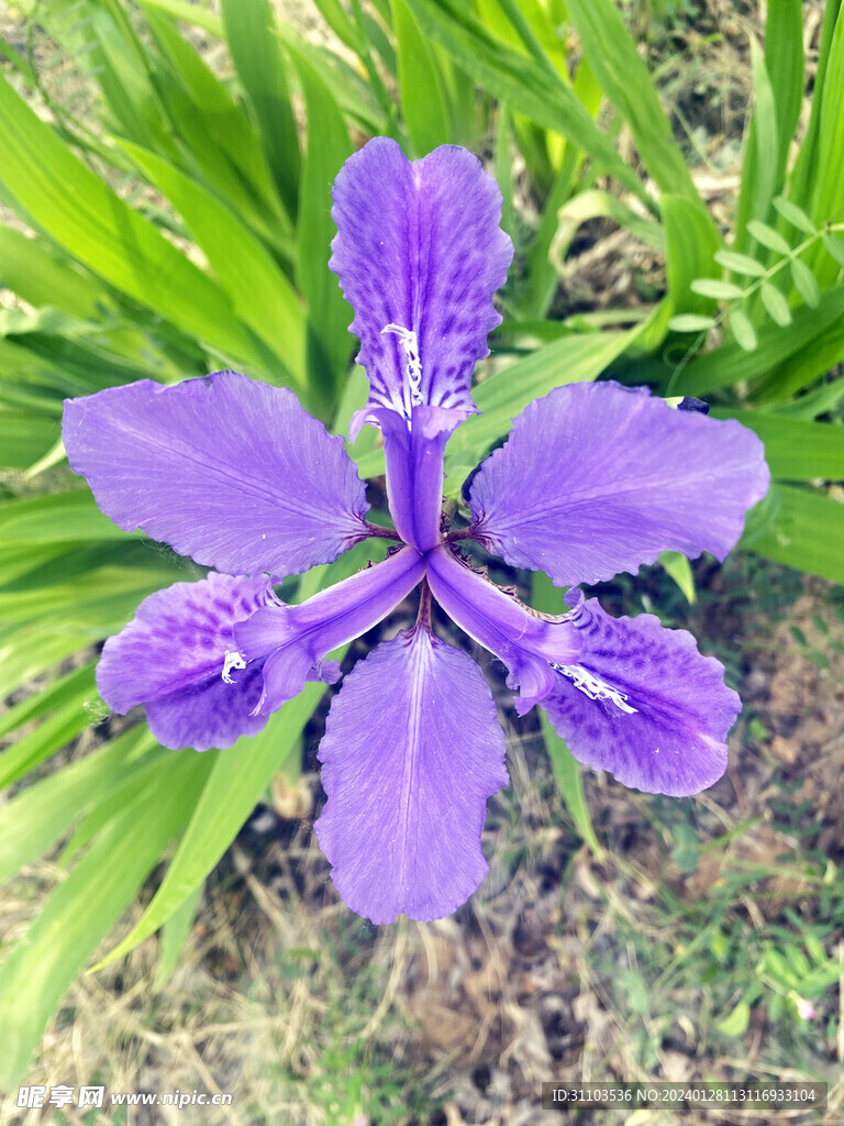 鸢尾花