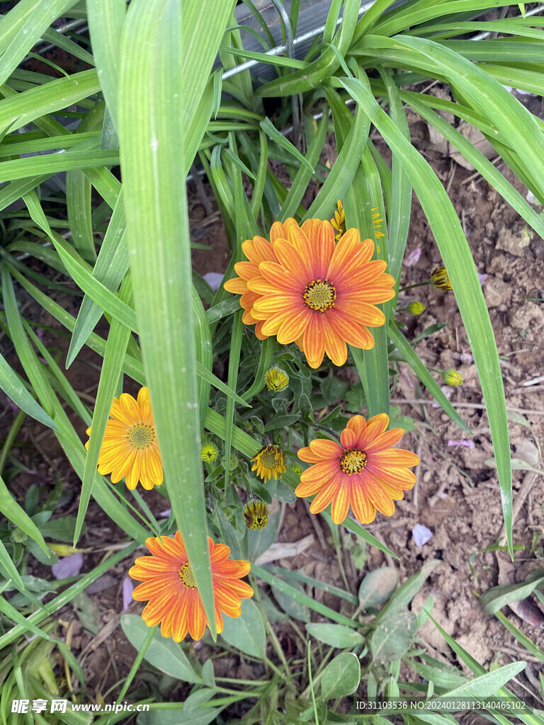 两色金鸡菊