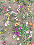 两色金鸡菊