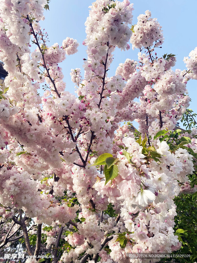 樱花