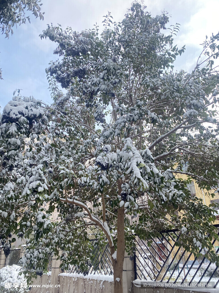 雪景