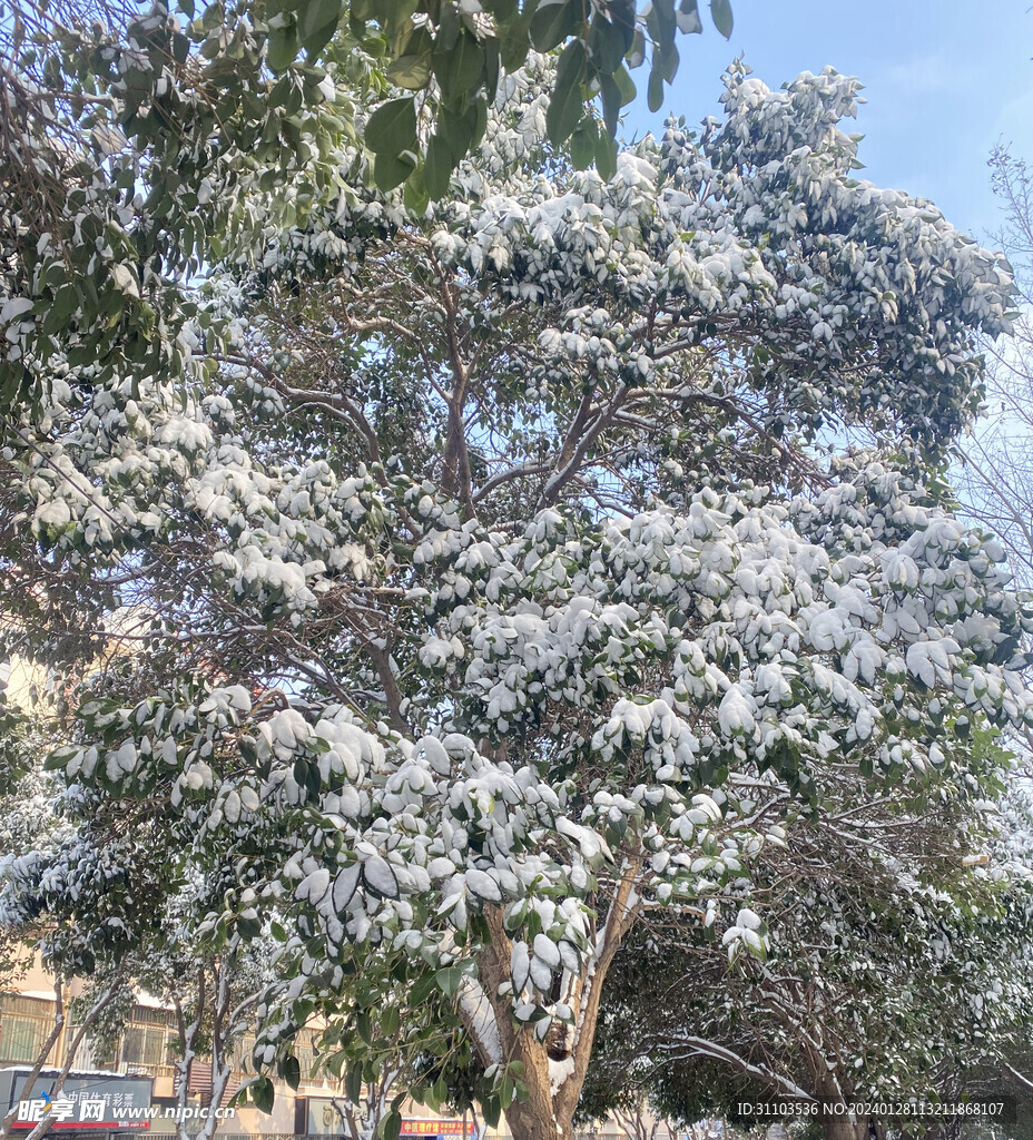 雪景