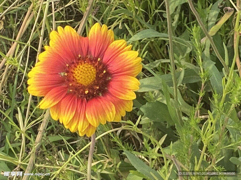 两色金鸡菊