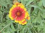 两色金鸡菊