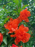 石榴花