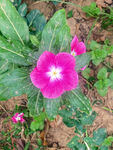 长春花 