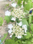 荚蒾