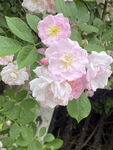 月季花