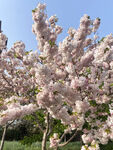 樱花 浪漫大道 