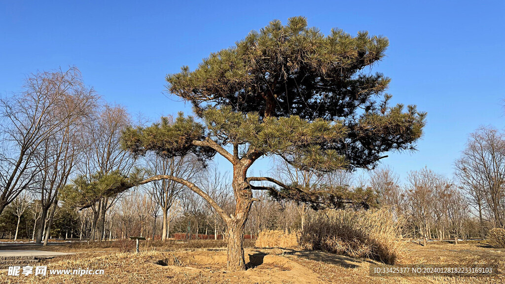 艺术松树 高端造景