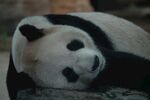 北京动物园的大熊猫