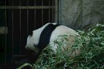 北京动物园的大熊猫