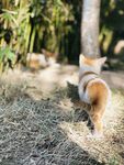 小猫