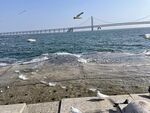 海鸥海边蓝天