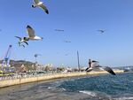 海岸海鸥蓝天大海