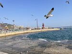大连海边海鸥