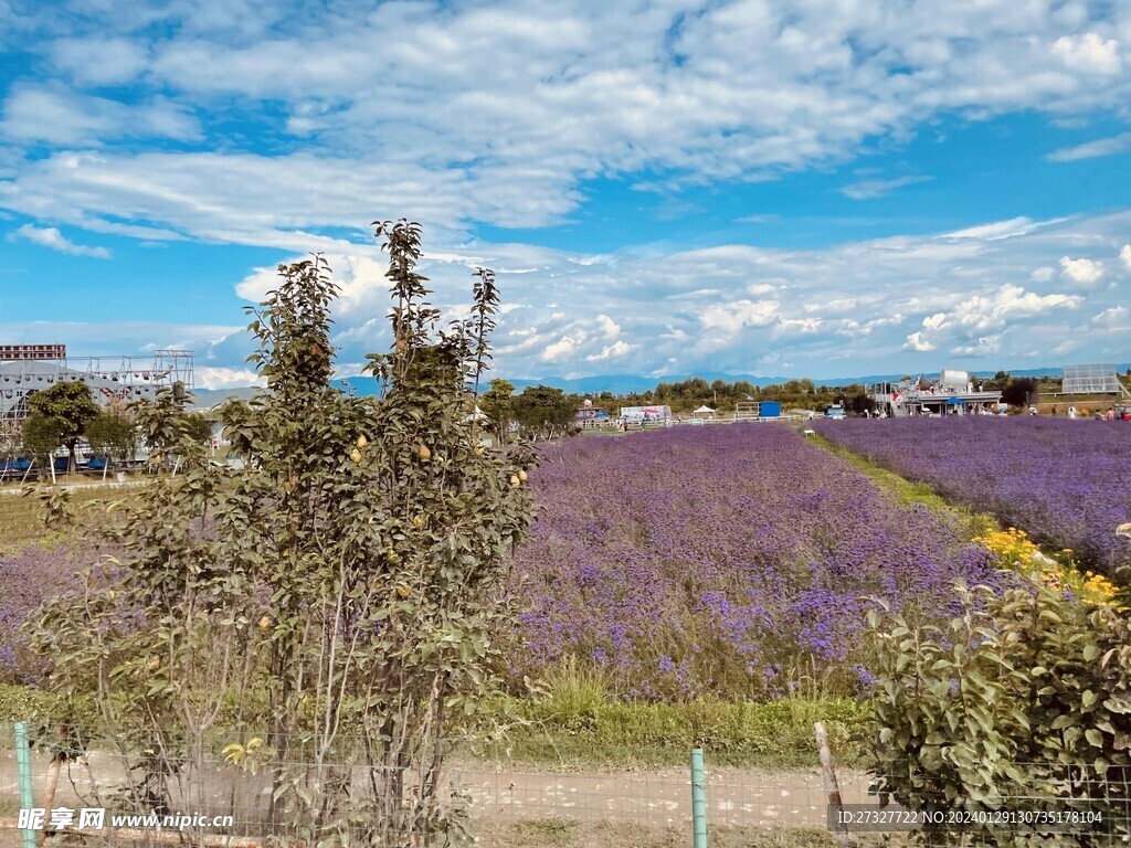 大理薰衣草花海