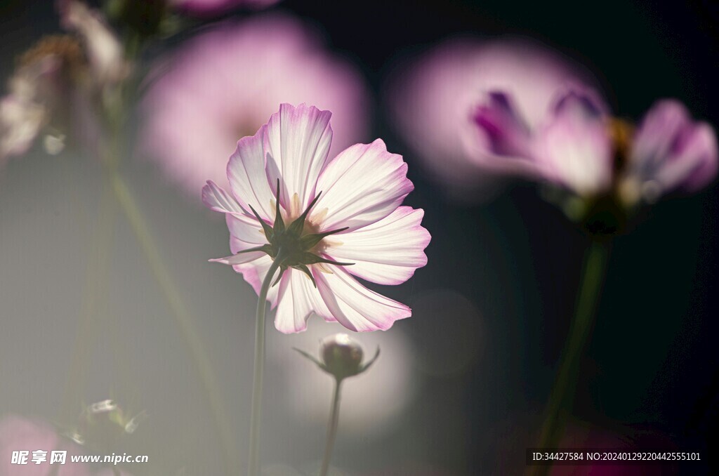 格桑花