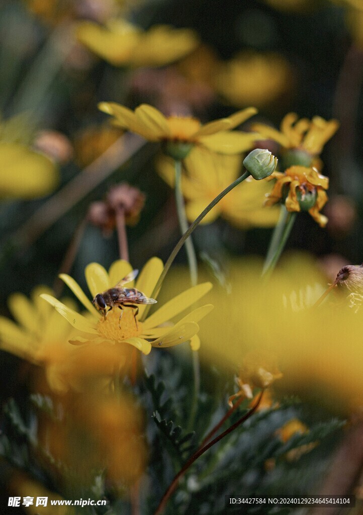 菊花和蜜蜂