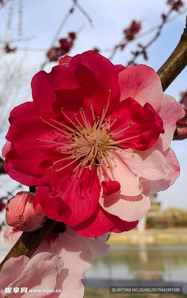 梅花