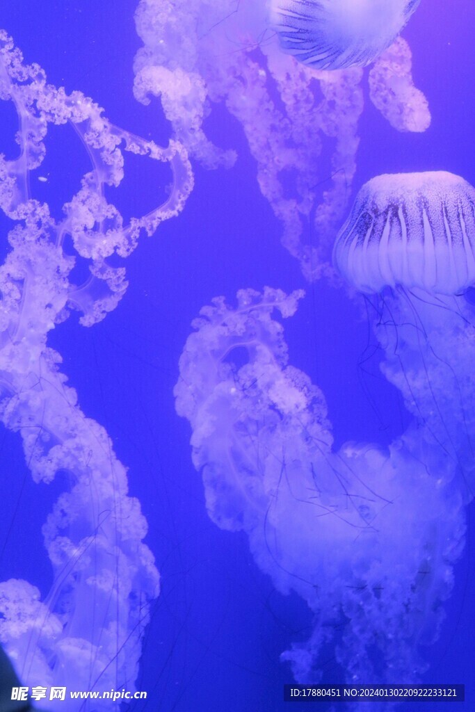 水母